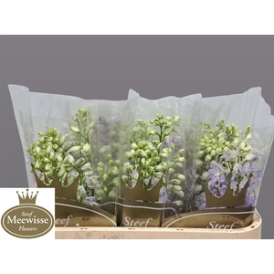 Delphinium Magic Fountains Lavender