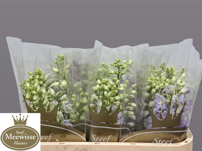 <h4>Delphinium Magic Fountains Lavender</h4>