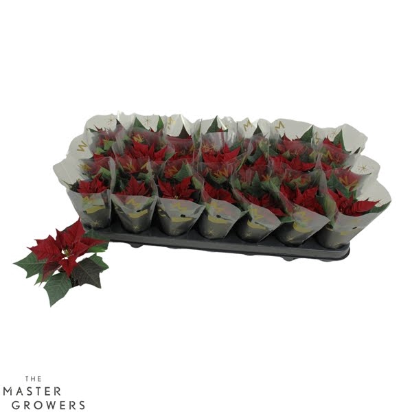 <h4>Kayla Red "Special Leaves" 6cm</h4>