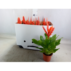 Vriesea  'Sparkle'