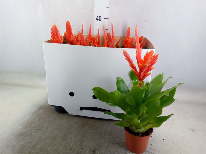 <h4>Vriesea  'Sparkle'</h4>