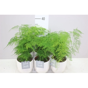 Asparagus Setaceus In Liv Keramiek