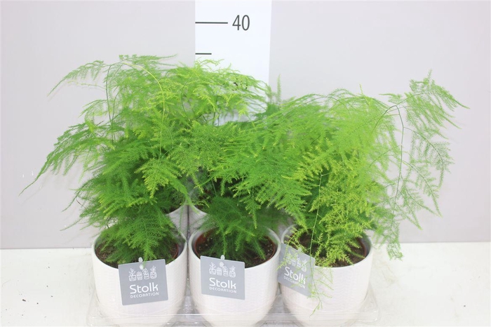 <h4>Asparagus Setaceus In Liv Keramiek</h4>