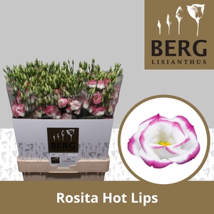 Lisianthus Rosita Hot Lips