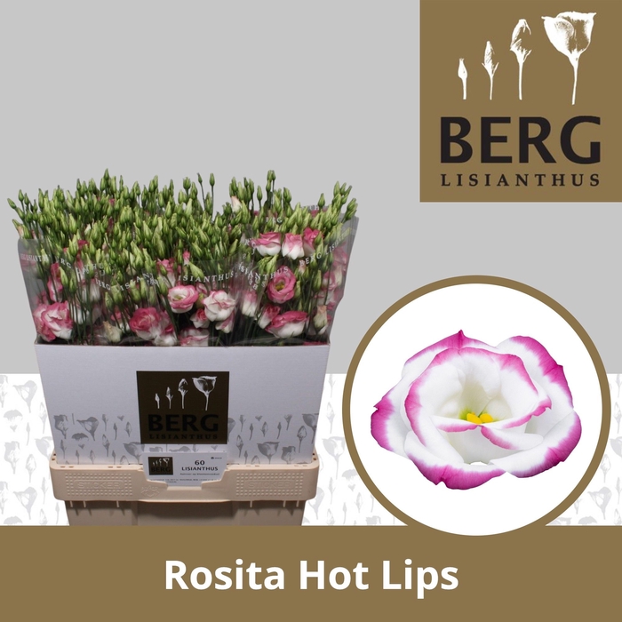 <h4>Lisianthus Rosita Hot Lips</h4>