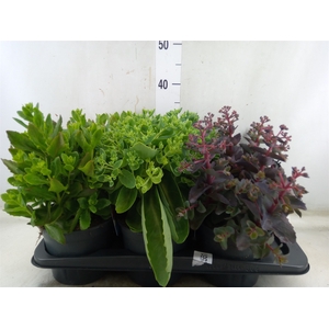 Sedum telep.
