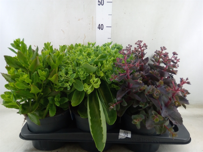 <h4>Sedum telep.</h4>
