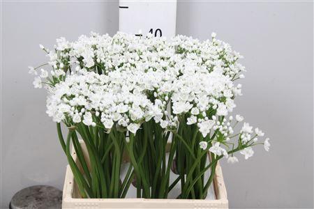 <h4>Allium Flocon</h4>