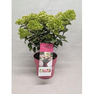 Hydrangea Paniculata (Gardenlight) 'Pinklight' IMPORT - 23 cm
