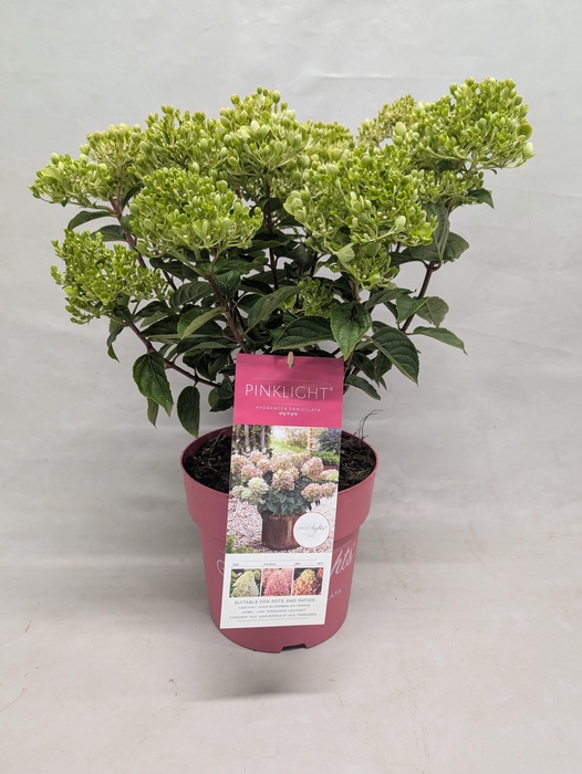 <h4>Hydrangea Paniculata (Gardenlight) 'Pinklight' IMPORT - 23 cm</h4>