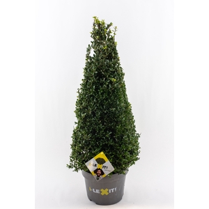 Ilex crenata 'Dark Green' cone 70-80cm