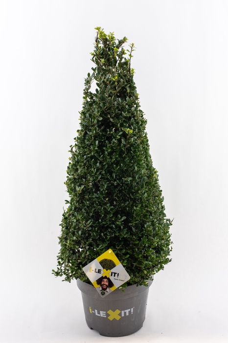 <h4>Ilex crenata 'Dark Green' cone 70-80cm</h4>
