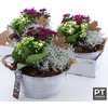 Arr Tuinplanten In Zinken Tobbe