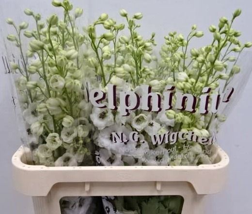 <h4>DELPHINIUM DU 'DEWI ROCKET'</h4>