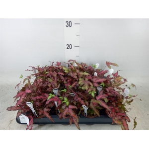 Pteris cretica 'Albolineata'