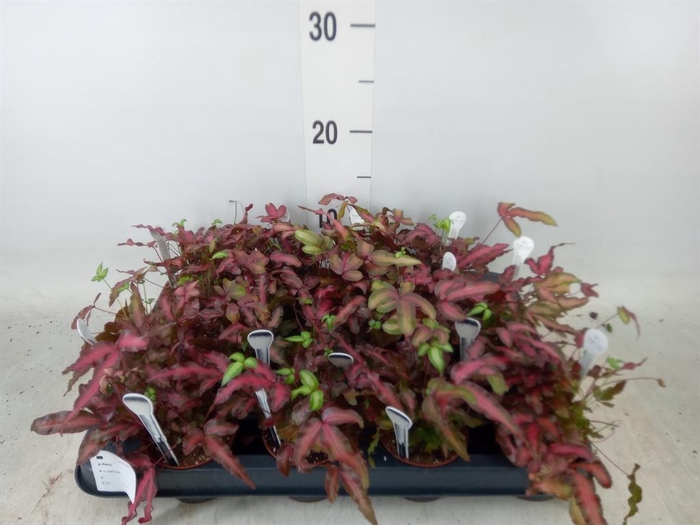 <h4>Pteris cretica 'Albolineata'</h4>