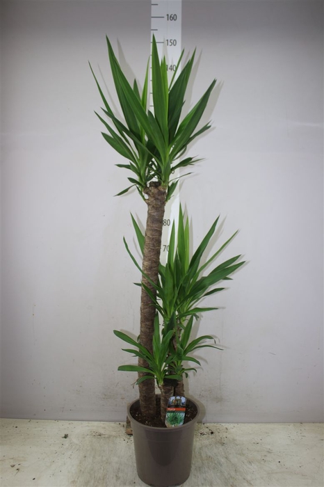<h4>Yucca 90-45-20 2+</h4>