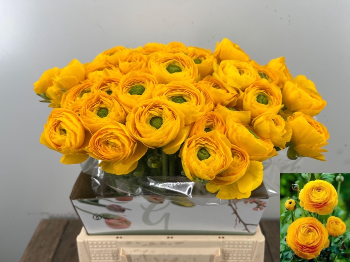 <h4>RAN SU OMEGA</h4>