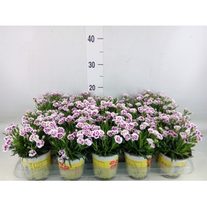 Dianthus allw. 'Lucky Lips Lena'