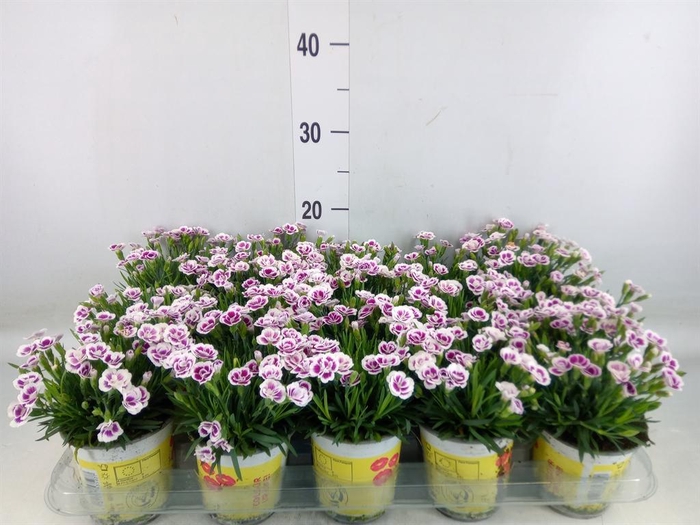 <h4>Dianthus allw. 'Lucky Lips Lena'</h4>