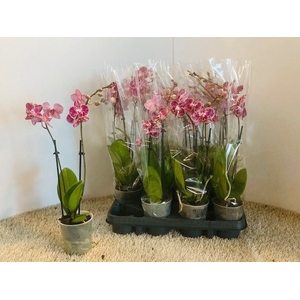 PHAL OV
