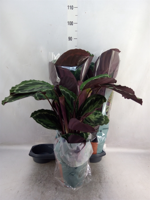 Calathea  'Medallion'