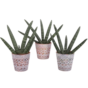 Sansevieria Cylindrica Handshake in Ø14cm Ceramic Pot Maya