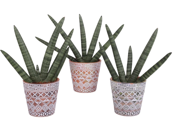 <h4>Sansevieria Cylindrica Handshake in Ø14cm Ceramic Pot Maya</h4>