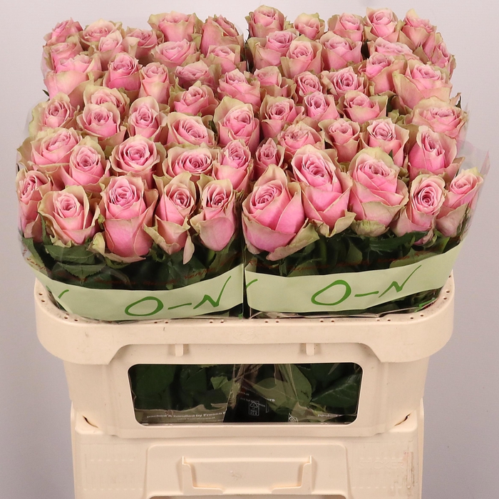 <h4>R GR ATHENA ROYALE</h4>