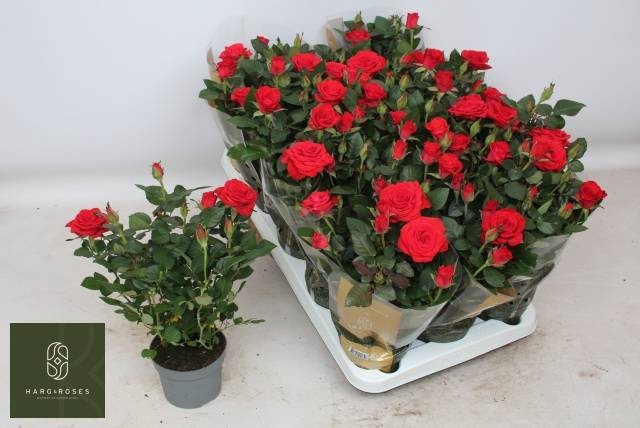 <h4>RO RED MERCE KORD GR</h4>