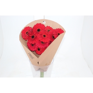 GERBERA FORZA >10 CM DIAM <050 CM VERMELHO