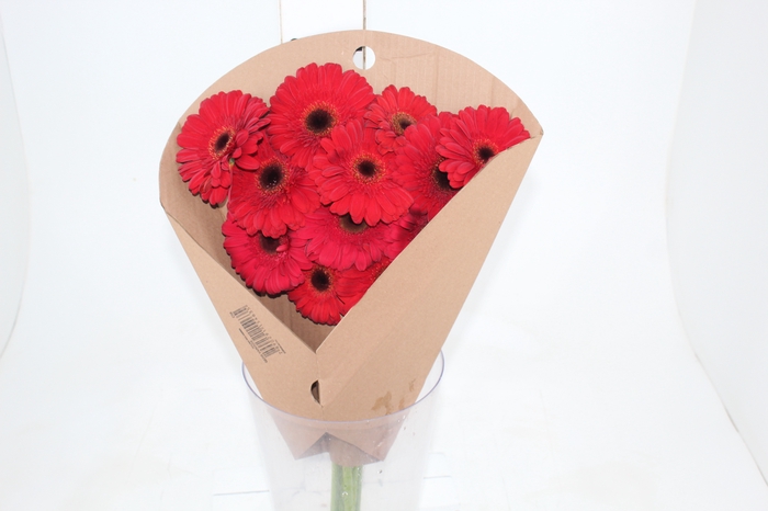 <h4>GERBERA FORZA >10 CM DIAM <050 CM VERMELHO</h4>