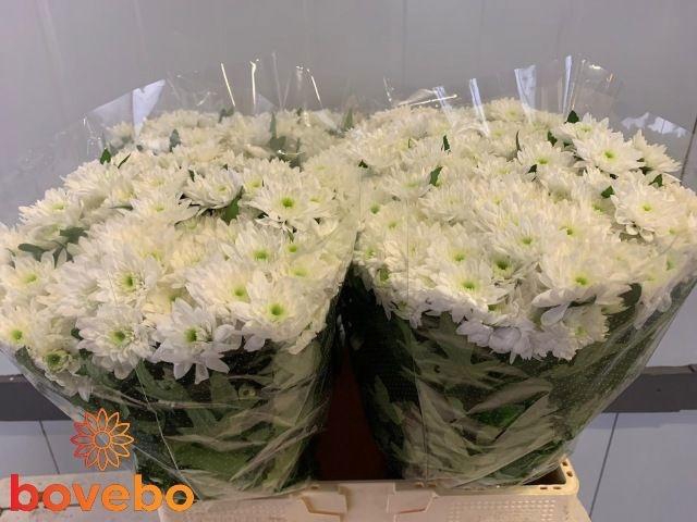 <h4>CHR T EMPEROR</h4>