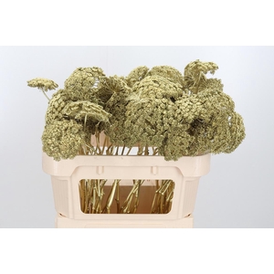 Ammi Zaad Kl Bh Goud