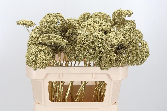 <h4>Ammi Zaad Kl Bh Goud</h4>