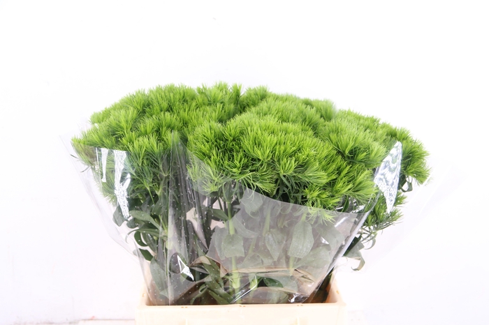 <h4>DI BARB KIWI MELLOW</h4>