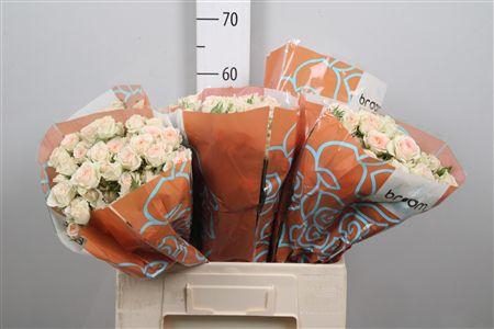 <h4>R Tr Rosanella</h4>