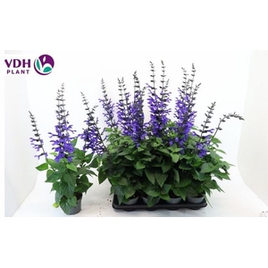 SALVIA BLACK & BLOOM