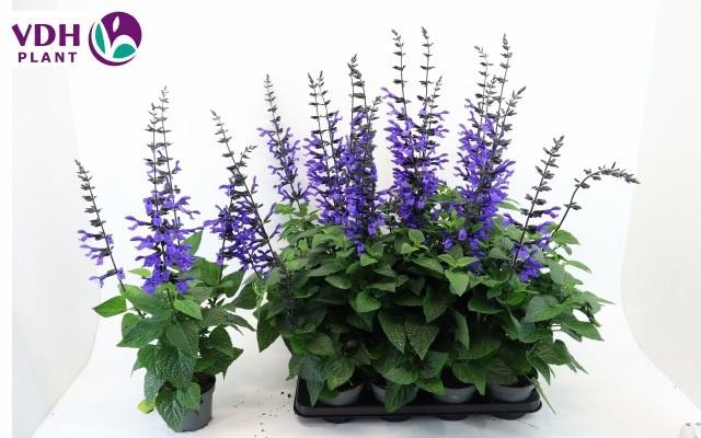 <h4>SALVIA BLACK & BLOOM</h4>