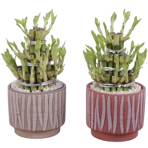 Lucky Bamboo Shape Round 3B Ø14cm Ceramic NT667