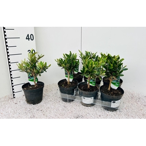 Olea europaea mini-stem