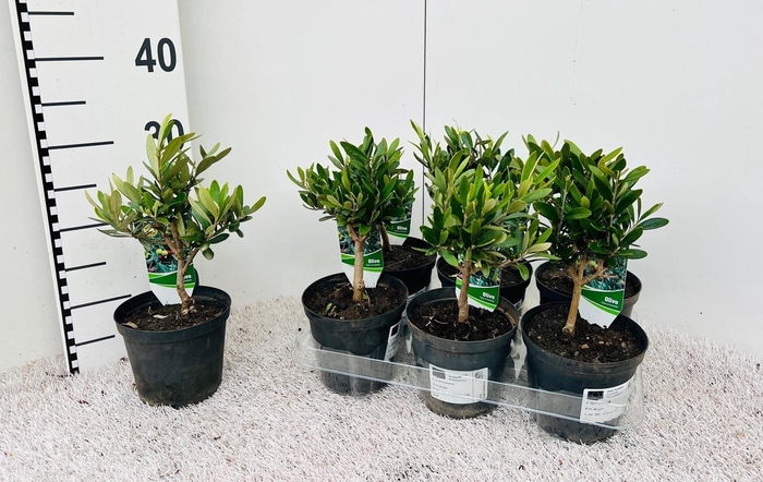 <h4>Olea europaea mini-stem</h4>