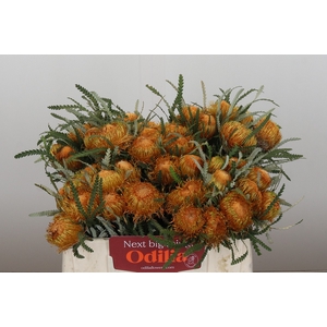 Banksia Dryandra
