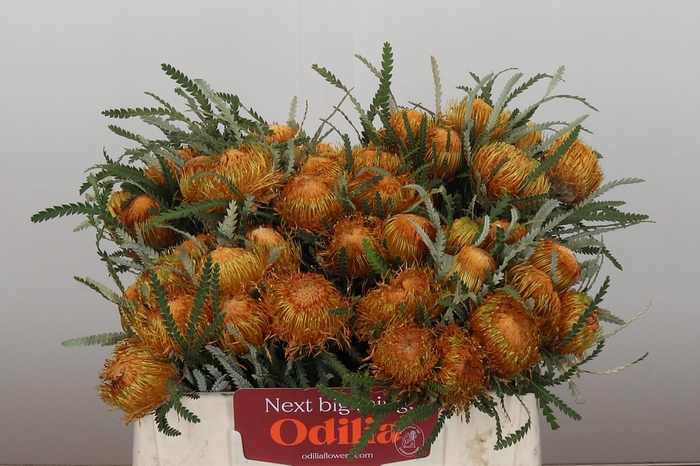 <h4>Banksia Dryandra</h4>