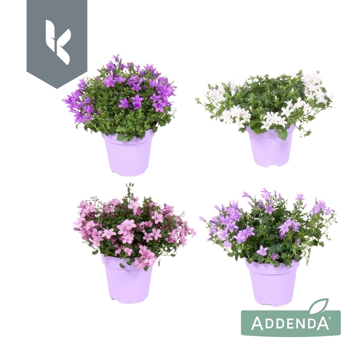 <h4>Campanula Addenda Mix in de tray, minimaal 3 kleuren. In Ton Sur Ton.</h4>