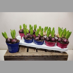 Hyacin Pear Gem 3 Kl