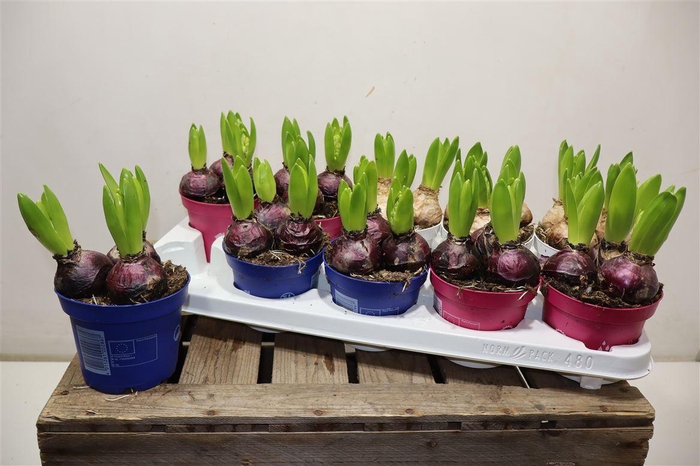 <h4>Hyacin Pear Gem 3 Kl</h4>