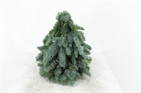 <h4>Tree Nobilis Naturel 030cm</h4>