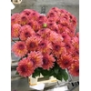 Dahlia Sebastian
