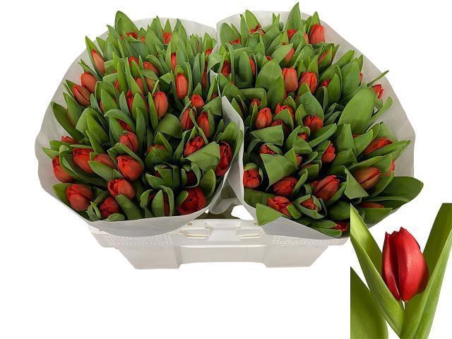 <h4>TU EN ESCAPE</h4>